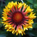 Gailardie - Gaillardia