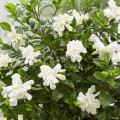 Gardenie - Gardenia