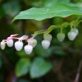Golterie - Gaultheria