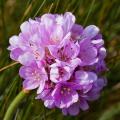 Zawciągi - Armeria