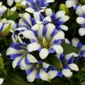 Goryczki - Gentiana