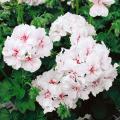 Pelargonie międzygatunkowe