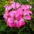 Pelargonie bluszczolistne