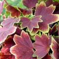 Pelargonie strefowe