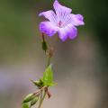 Bodziszki kolankowe - Geranium