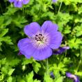 Bodziszki wieloletnie - Geranium