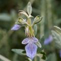 Ożanki krzewiaste - Teucrium fruticans
