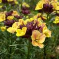 Pszonaki - Erysimum
