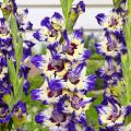 Mieczyki - Gladiolus