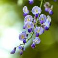 Glicynie - Wisteria