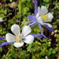 Nasiona orlików - Aquilegia