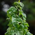 Nasiona łobody