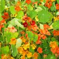 Nasiona nasturcji - Tropaeolum