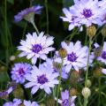 Nasiona kupidynka - Catananche