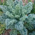 Nasiona jarmużu - Brassica