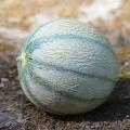 Nasiona melona