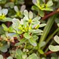 Nasiona portulaki warzywnej