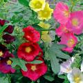 Nasiona malw - Alcea