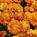 Nasiona aksamitek - Tagetes