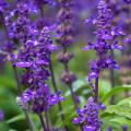 Nasiona szałwii - Salvia