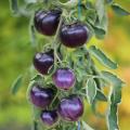 Nasiona pomidorów koktajlowych i cherry