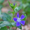 Barwinki większe - Vinca major