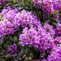 Wielkie rododendrony