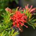 Grewille - Grevillea