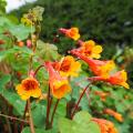 Pnącza bulwiaste