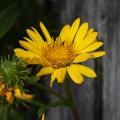 Doględy - Grindelia