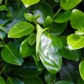Griselinie - Griselinia