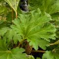 Gunnery - Gunnera