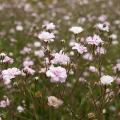 Gipsówki - Gypsophila