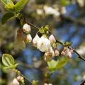 Ośnieże - Halesia
