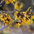 Oczary - Hamamelis