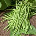 Fasole bio