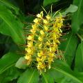Wianeczniki - Hedychium