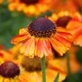 Dzielżany - Helenium