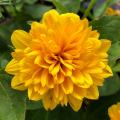 Słoneczniki wieloletnie - Helianthus