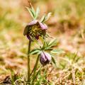 Ciemierniki botaniczne