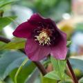 Ciemierniki purpurowe