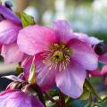 Ciemierniki białe - Helleborus niger