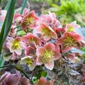Ciemierniki - Helleborus ×nigercors
