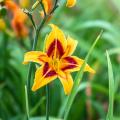 Liliowce - Hemerocallis