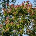 Heptakodium - Heptacodium
