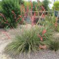 Hesperaloe