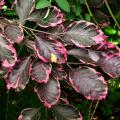 Buki - Fagus