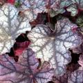 Żurawki - Heuchera