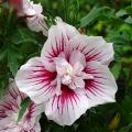 Ketmie - Hibiscus