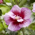 Hibiskusy krzewiaste